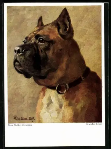 Künstler-AK Deutscher Boxer mit Halsband