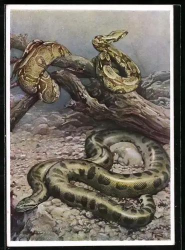 Künstler-AK Berliner Aquarium, Boa Constrictor und Anaconda