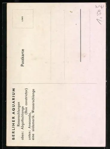 Künstler-AK Berliner Aquarium, Boa Constrictor und Anaconda
