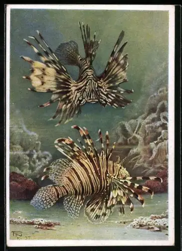 Künstler-AK Berliner Aquarium, Rotfeuerfisch