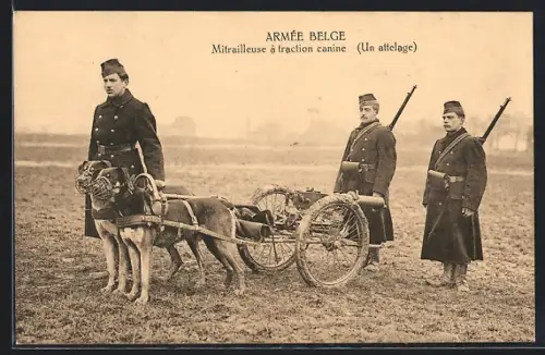 AK Belgische Soldaten in Uniformen mit einem Hundewagen, Sanitätshunde mit Maulkörben