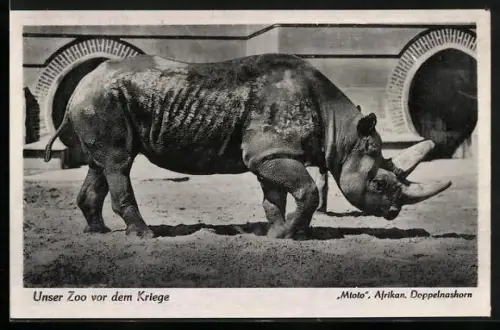 AK Berlin, Mtoto, Afrikan. Doppelnashorn im Zoolog. Garten