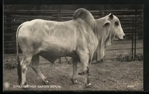 AK Berlin, Zebu im Freigehege, Zoologischer Garten
