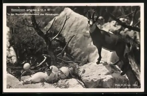 AK Gemsennest am Gamskogel