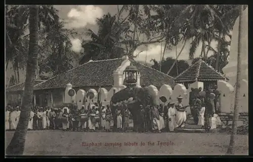 AK Elephant carrying tribute to the Temple, Ceylon