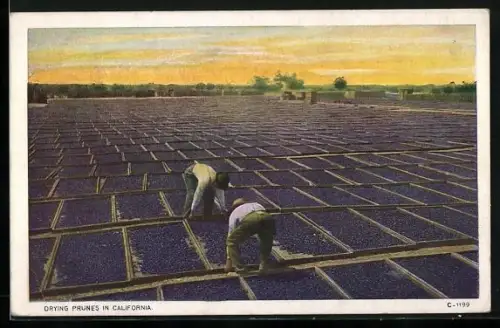 AK Drying Prunes in California