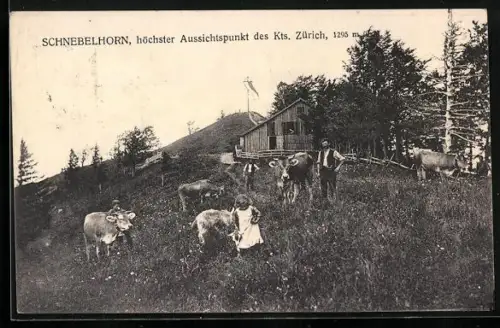 AK Schnebelhorn, grasende Kühe bei einem Gehöft