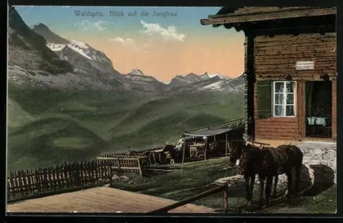 AK Grindelwald, Waldspitz, Hotel Alpenrose mit Blick auf die Jungfrau