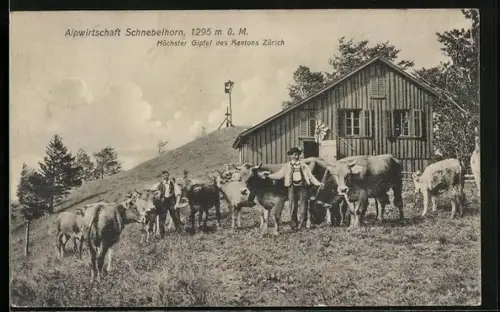 AK Schnebelhorn /Zürich, Alpgasthaus Schnebelhorn und Bauer mit Rindern