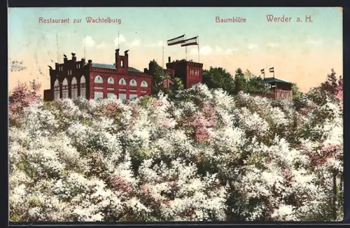 AK Werder a. H., Restaurant zur Wachtelburg mit Baumblüte