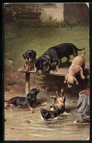 AK Dackel und Welpen spielen am Wasser