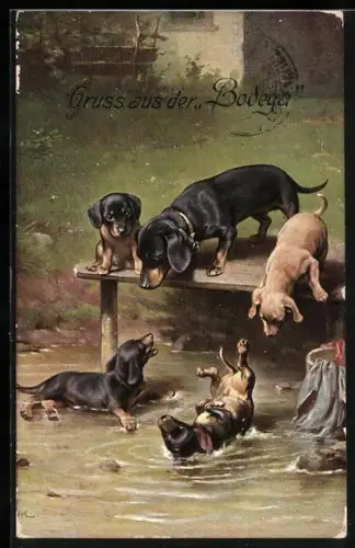AK Dackel und Welpen spielen am Wasser