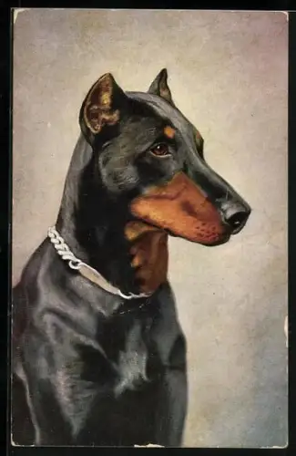 AK Dobermann mit silbernem Halsband