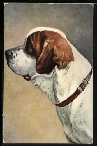 AK Bernhardiner mit treuem Blick