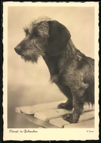 AK Rauhhaardackel auf einer Bank