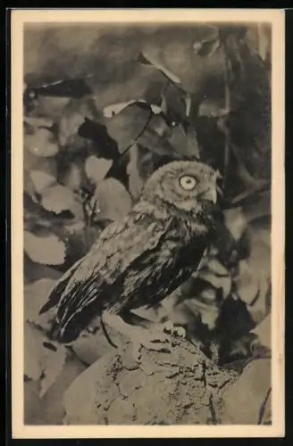 AK Kleiner Steinkauz zwischen Blättern