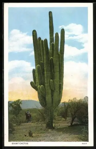 AK Arizona, Giant Cactus, Reiter und riesiger Sahuaro Kaktus