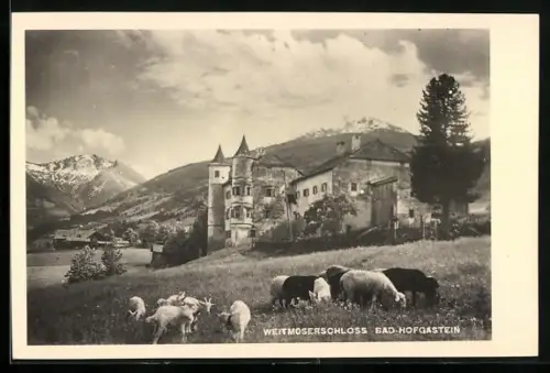 AK Bad Hofgastein, Weitmoserschloss, Schafe, Ziegen