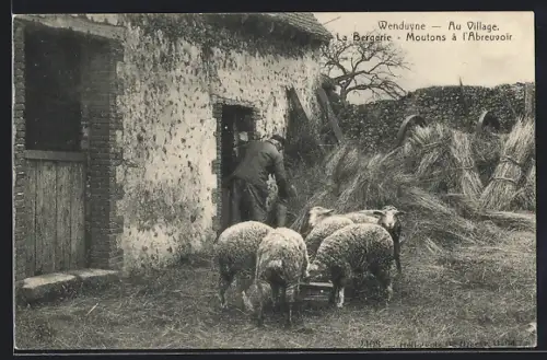 AK Knocke, La Bergerie, Moutons a l`Abreuvoir, Schafe an der Tränke