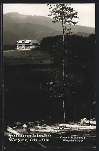 AK Weyer /Ob.-Öst., Kühe am Waldrand, Blick zu einem Haus