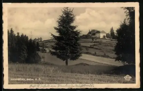 AK St. Johann am Wimberg, Hansberg, Tannen mit Blick zum Gasthaus