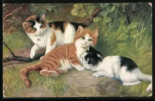 AK hübsche Katzen ruhen im Wald