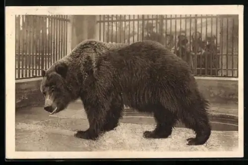 AK Wien-Schönbrunn, Tiergarten, Grizzlybär, Ursus horribilis