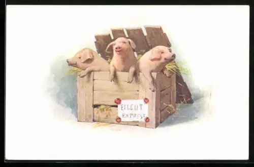 AK Schweine in einer Box mit Heu