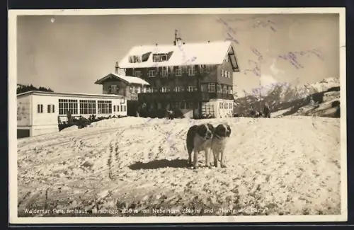 AK Waldemar Petersenhaus mit Bernhardiner Hardy u. Barty