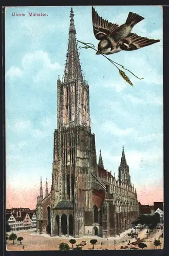 AK Ulm / Donau, Ulmer Münster, Spatz