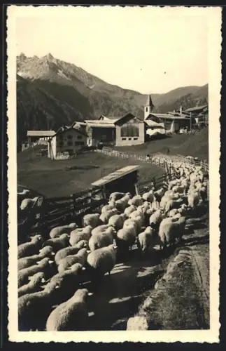 AK Latsch bei Baden, Schafherde bei der Heimkehr, mit Ortspanorama