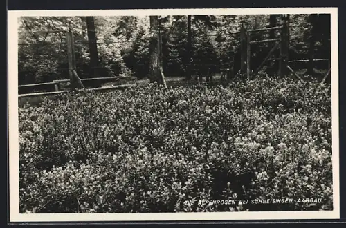 AK Schneisingen /Aargau, Die Alpenrosen