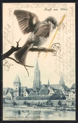 AK Ulm / Donau, Ortsansicht mit Dom, Spatz auf einem Ast sitzend