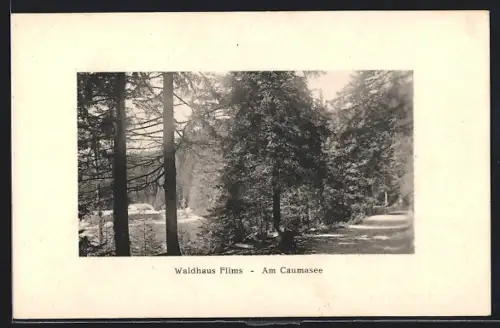 AK Waldhaus Flims, Waldpartie am Caumasee