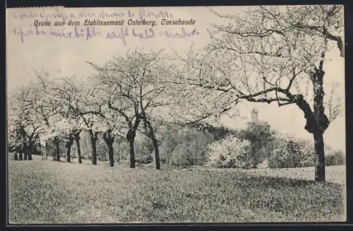 AK Cossebaude, Landpartie mit blühenden Bäumen