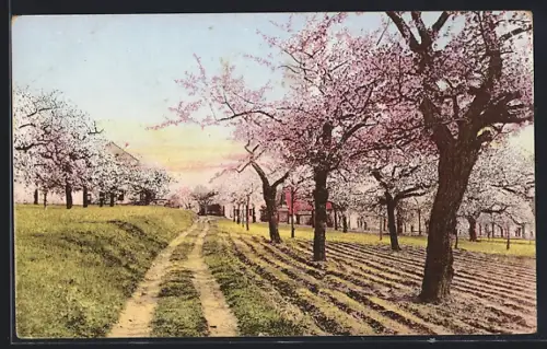 AK Dresden-Rockau, Ortspartie bei Baumblüte