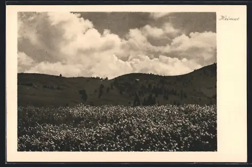 AK Schiers-Stels, Landschaft mit blühendem Feld und Wolkenhimmel