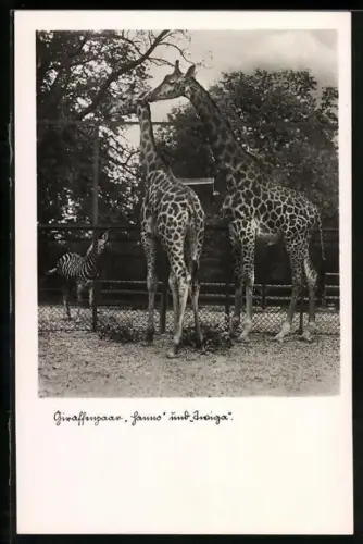 AK Halle, Zoologischer Garten, Giraffenpaar Hanno und Twiga