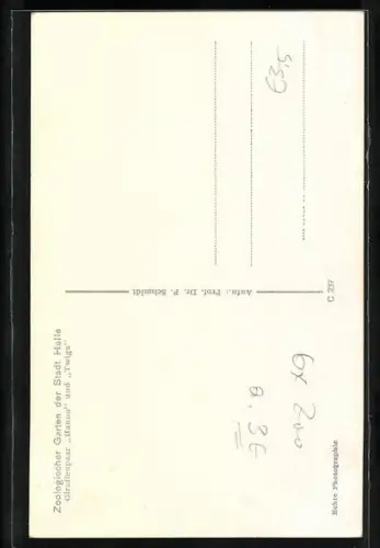 AK Halle, Zoologischer Garten, Giraffenpaar Hanno und Twiga