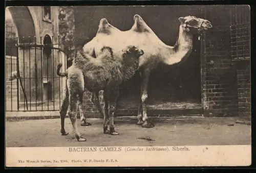 AK Bactrian Camels, Siberia