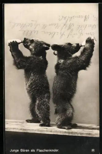 AK Junge Bären als Flaschenkinder