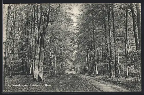 AK Varel / Jadebusen, Sumpf-Allee im Busch