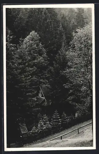 Foto-AK Leutenberg / Thür., Waldpartie