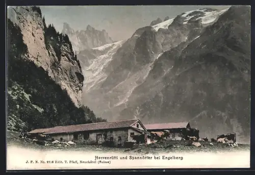 AK Engelberg, Kuhherde vor der Kulisse d. Herrenrütli u. Spannörter