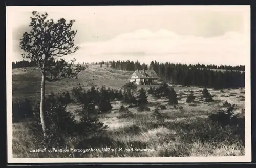 AK Herzogenhorn /bad. Schwarzw., Gasthof und Pension Herzogenhorn