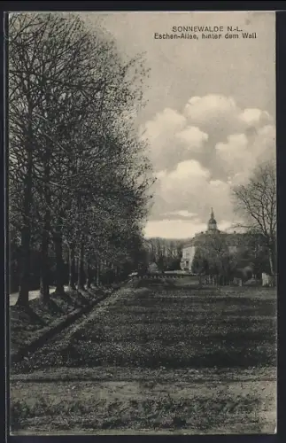 AK Sonnewalde /N.-L., Eschen-Allee hinter dem Wall