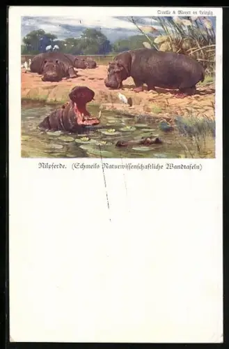 Künstler-AK Nilpferde am Ufer