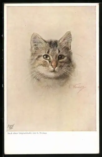 AK Katze mit dem Namen Peterle