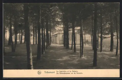 AK Tribomont, La Sapinière et la Colonie