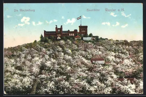 AK Werder a. H., Wachtelburg mit Baumblüte